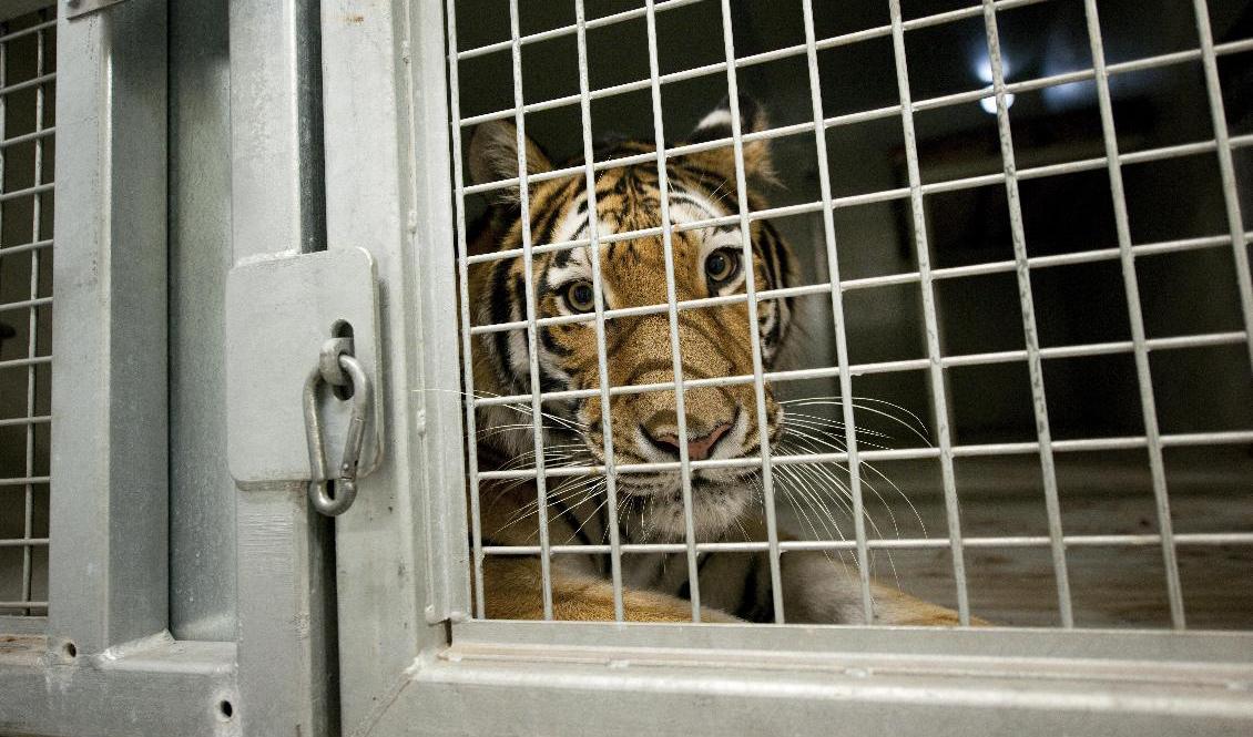 En sibirisk tiger, Amurtigrar, i en bur på en annan djurpark. Arkivbild. Foto: Ulf Palm/TT