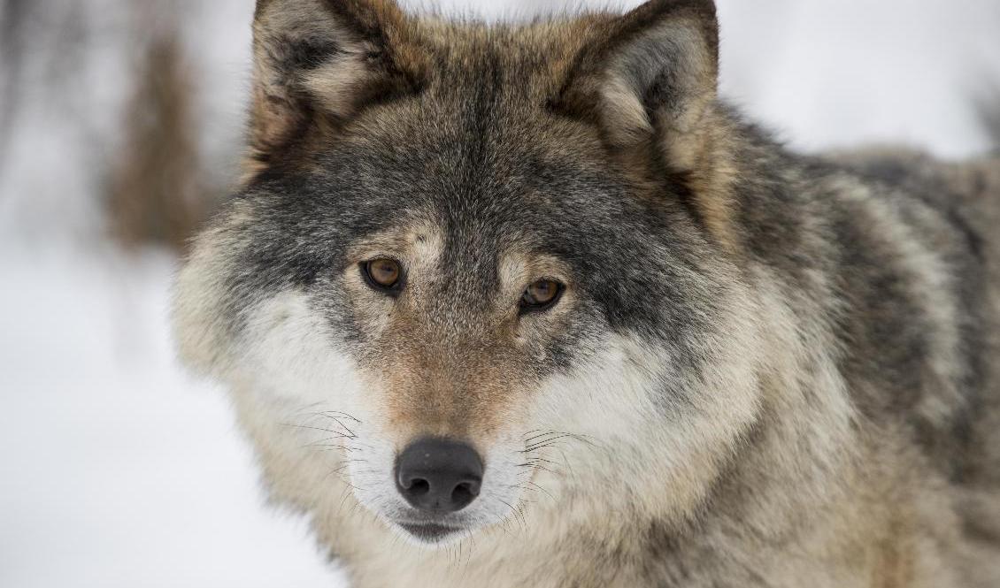 Beslutet omfattar en ensam varg som rör sig inom ett avgränsat område väster om Nykvarn och söder om E20. Arkivbild. Foto: Heiko Junge/NTB/TT