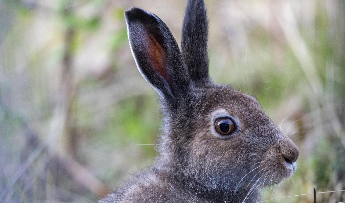Harpest sprids i Västerbotten. Arkivbild. Foto: Paul Kleiven/NTB/TT