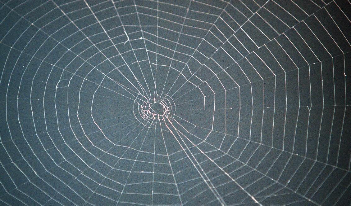 En man döms till tio månaders fängelse för grovt artskyddsbrott och grovt bokföringsbrott. Arkivbild. Foto: Jonas Ekströmer/TT