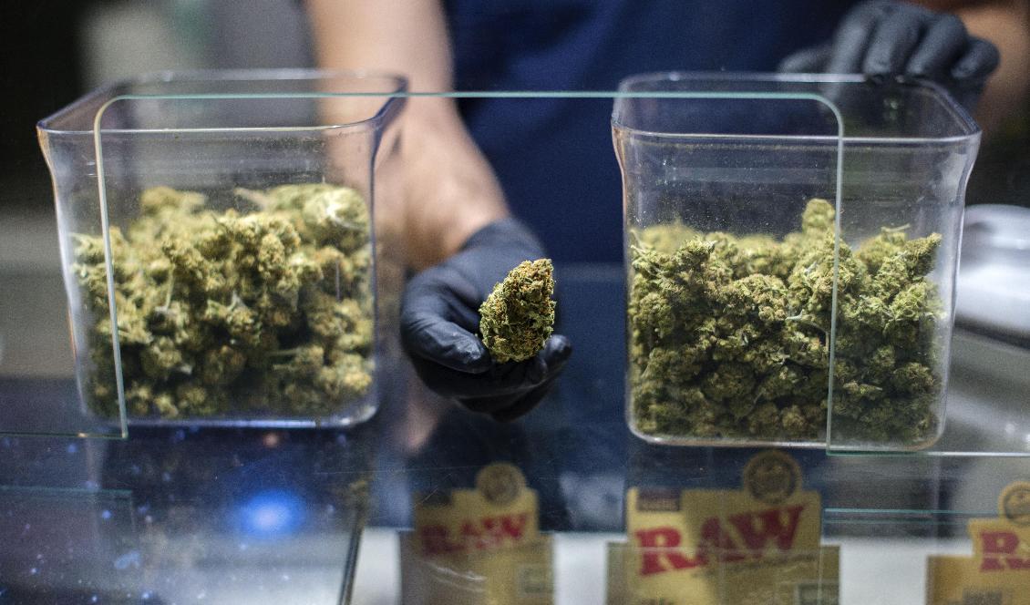 Marijuana är redo att säljas på en cannabisklubb i Madrid. Foto: Alberto Ortega/Getty Images