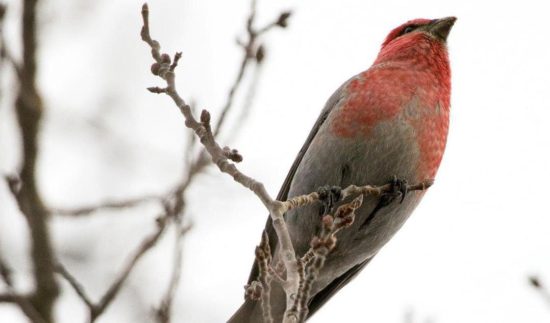 Vår största fink, tallbiten, hotas av kalhyggen, enligt en ny rapport. Foto: AP