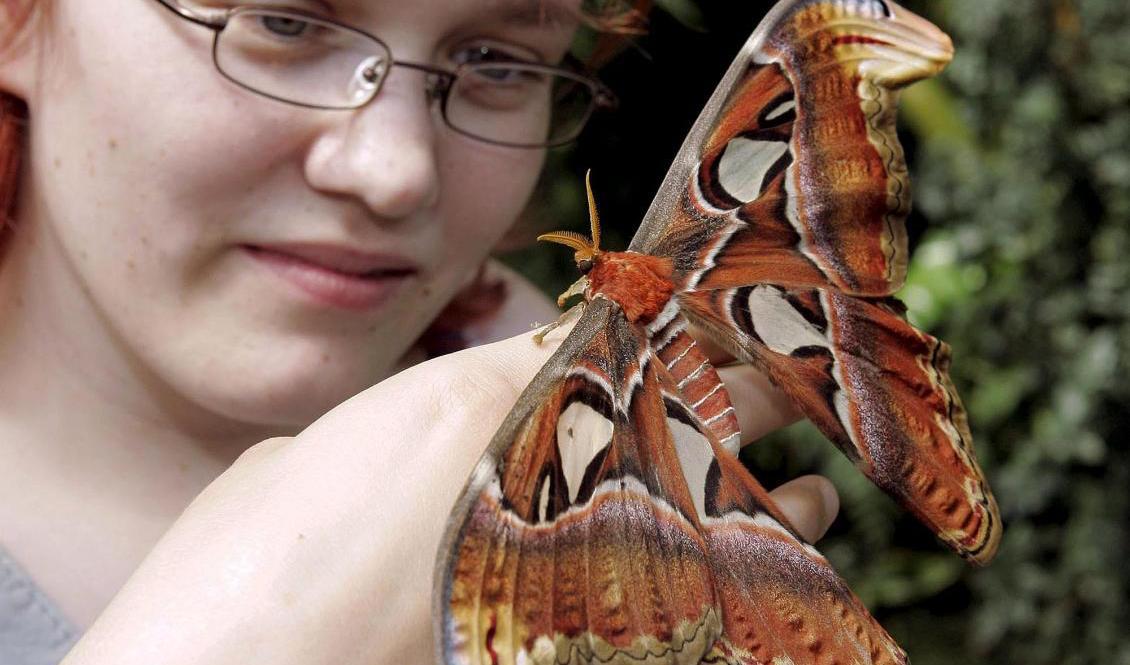 En atlasspinnare fotograferad i den botaniska trädgården i Bern i Schweiz. Arkivbild. Foto: Jürg Müller/AP/TT