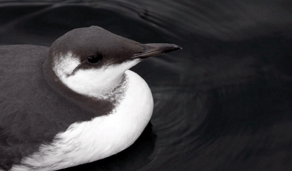 Sommarens utbrott av fågelinfluensa har bland annat drabbat sillgrisslor. Arkivbild. Foto: Jarl Fr Erichsen/NTB/TT