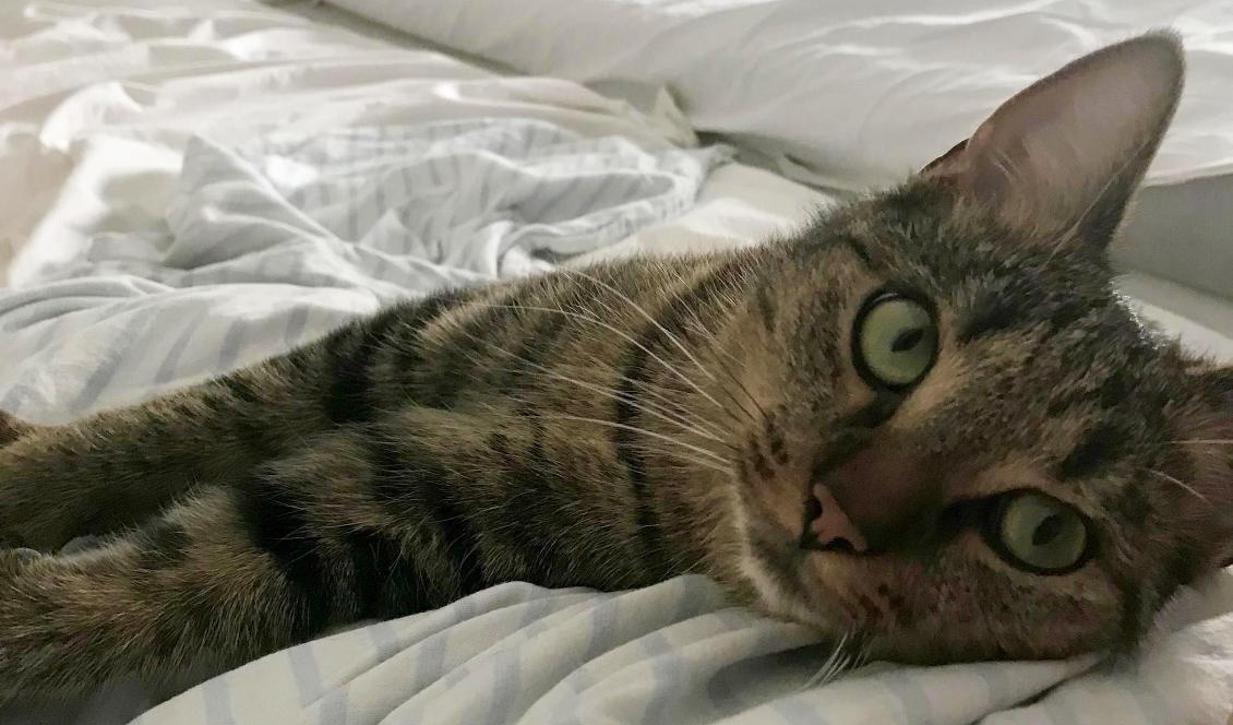 På morgonen väcks jag av Päron. Vi sätter oss och myser och halvsover en stund tillsammans, tills det är dags att ta itu med dagens sysslor. Foto: Ida Fältander