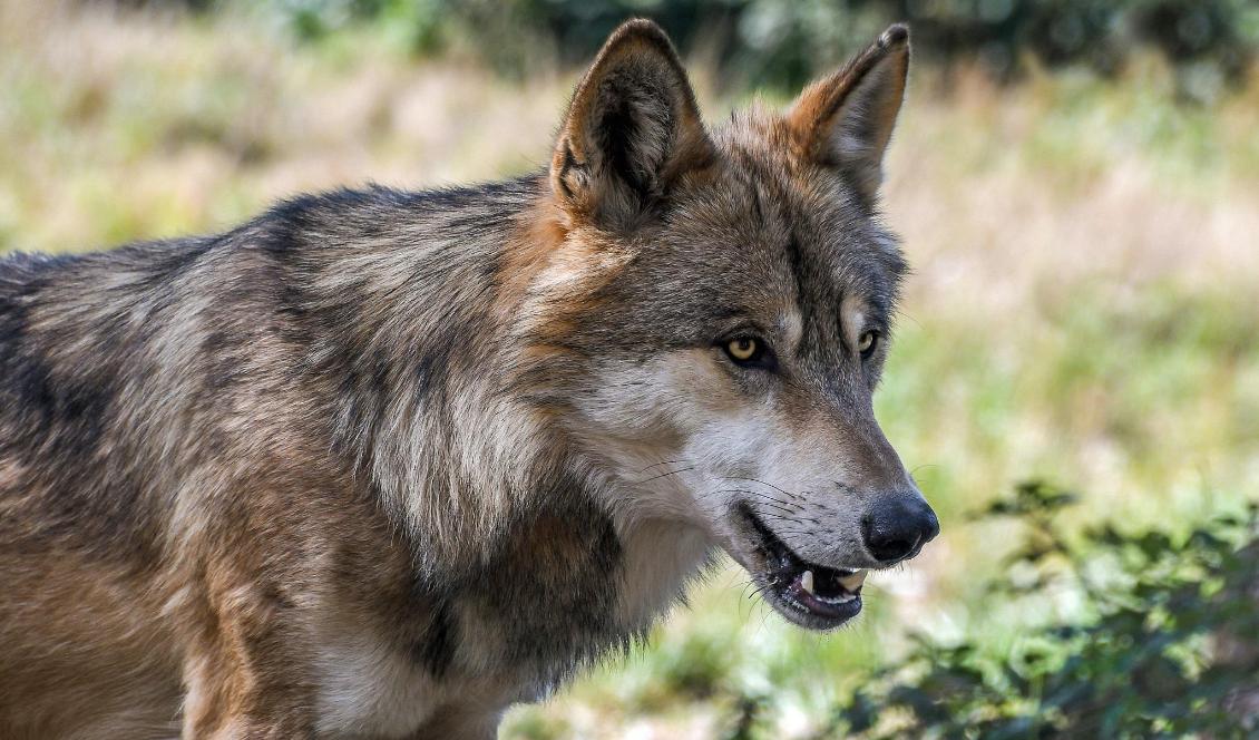 Ett vargangrepp har skett i Kristianstads kommun. Foto: Christel Sagniez