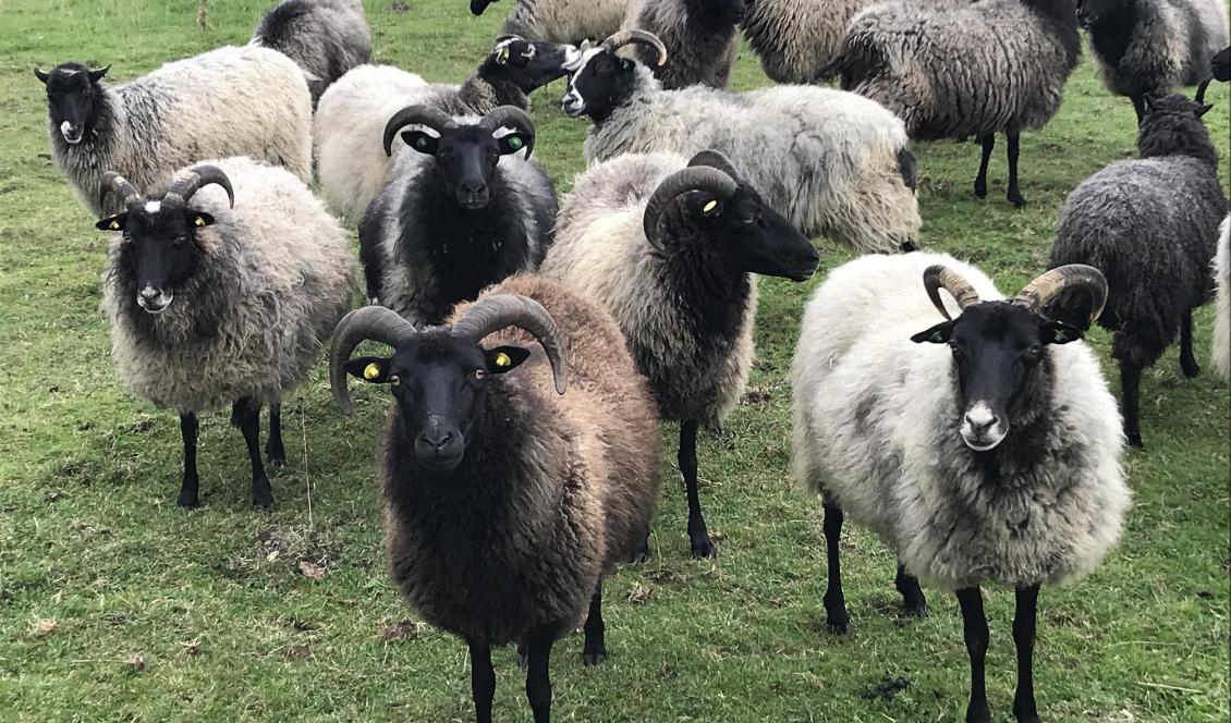 I Sverige finns det ett intresse för inhemsk ull, men på grund av att vi saknar den infrastruktur som behövs för för att själva ta hand om ullen slängs ungefär hälften. Foto: Anton Nilsson