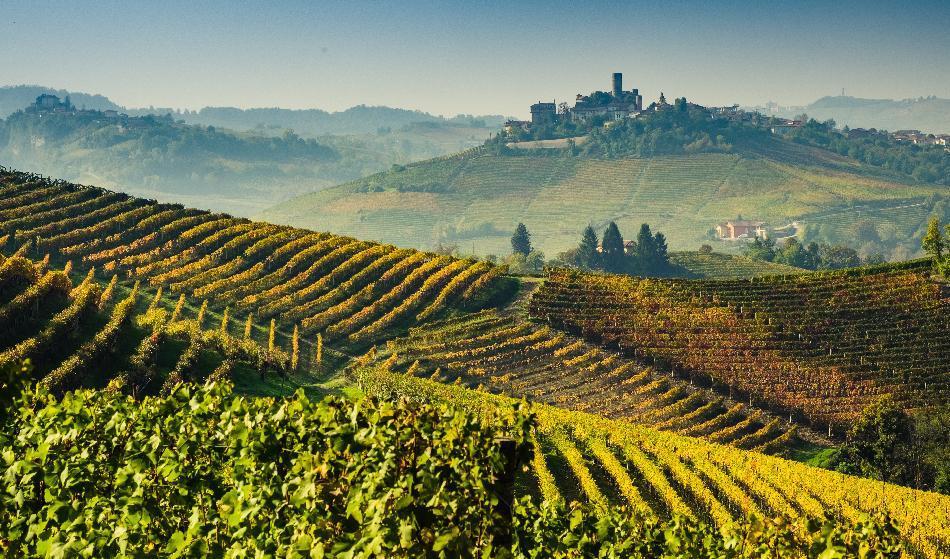 





Vid skördetid syns ofta dimman omsluta vinodlingarna i Piemonte. Foto: Giorgio1978/Shutterstock                                                                                                                                                                                                                                                                        
