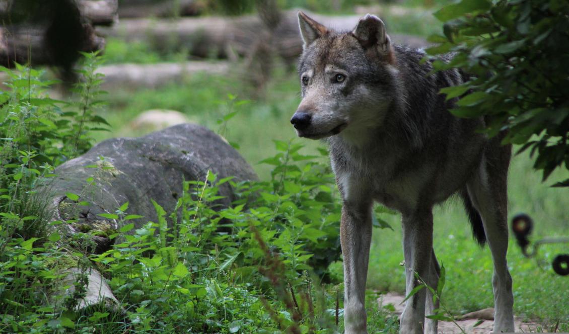 Länsstyrelsen har infört skyddsjakt på en varg i Karlsborgs kommun. Foto: Pixabay