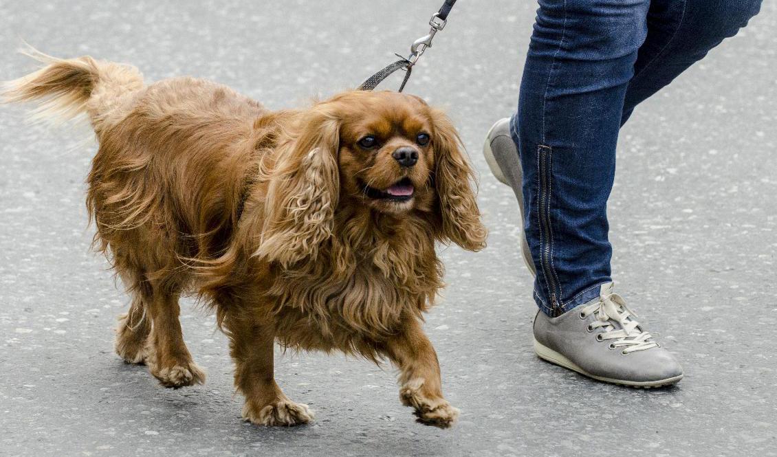 Polisen uppmanar hundägare i Malmö att vara uppmärksamma på sina promenader. Arkivbild. Foto: Ned Alley/TT