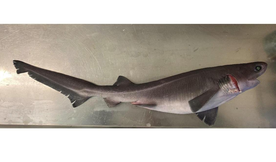 En sexbågig kamtandshaj. Foto: Anders Wernbo/@bohusphoto