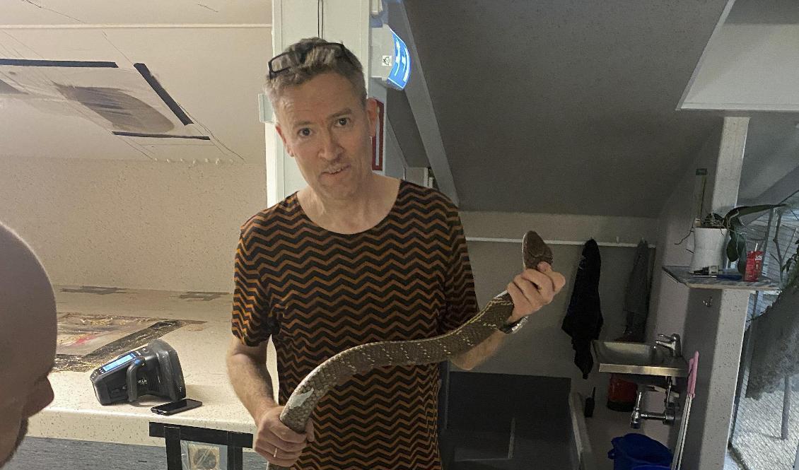 Kalle Melkersson, reptilexpert på Tropicariet i Kolmården som deltog i jakten, med kungskobran Sir Vääs, numera omdöpt till Houdini. Foto: Skansenakvariet