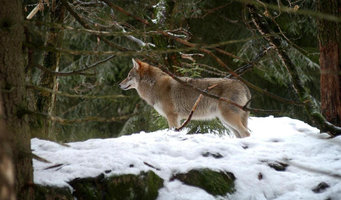 Nordens ark i Bohuslän har avlivat sina två sista vargar. Här ses en varg som tidigare har flyttat från djurparken till ett zoo i Lettland. Arkivbild. Foto: ERIK YNGVESSON
