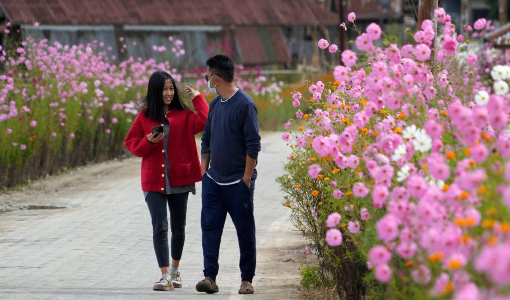 Ett ungt par går på en liten väg i staden Ziro som ligger i den indiska staten Arunachal Pradesh. På båda sidor om vägen ses mängder av rosa blommor. Foto: Biju Boro/ AFP via Getty Images