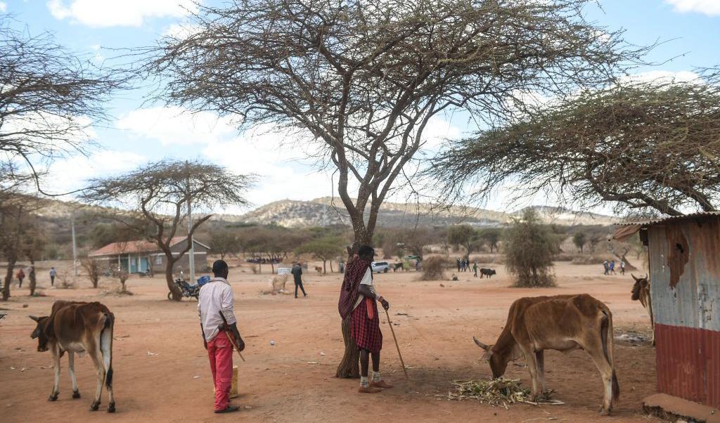 Bilden visar en boskapsmarkanad i staden Ilbisil, Kenya. Boskapsskötsel är stommen i massajernas ekonomi och kultur, men torkan förvärrades när regnperioden misslyckades och det gör livet svårt nu. Foto: Simon Maina/AFP via Getty Images