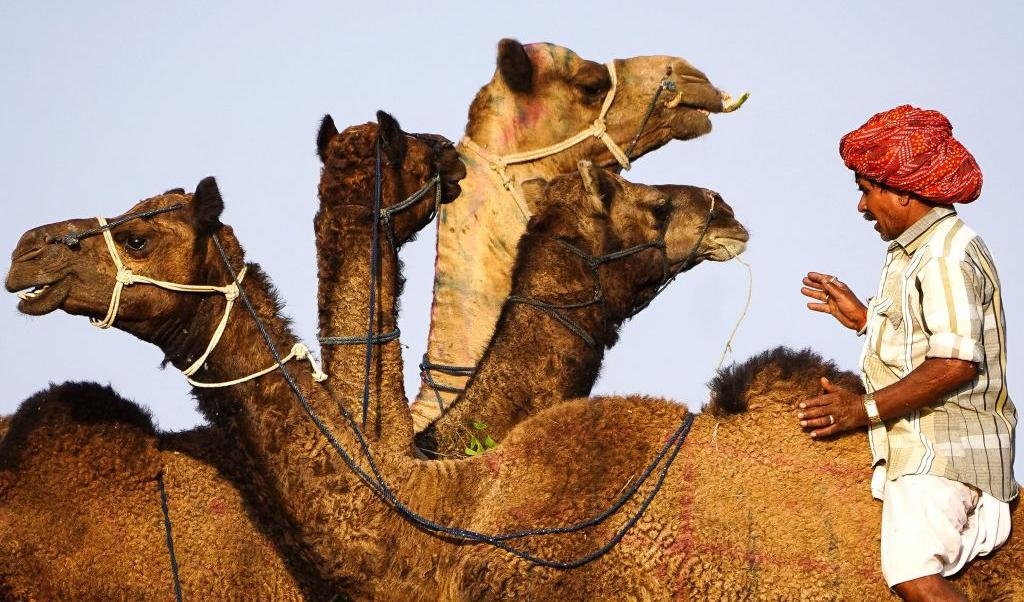 En indisk man rider på en kamel. Mannen vaktar kameler på en kamelmarknad i Pushkar i den indiska staten Rajasthan. Foto: Himanshu Sharma/AFP via Getty Imagaes