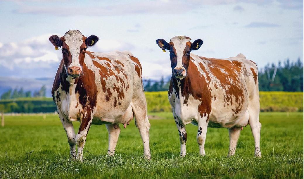 Nya Zeelands regering vill minska antalet får och kor för att få ner utsläppen av metangas som bildas när djuren idisslar. Foto; Martin Hunter/Getty Images