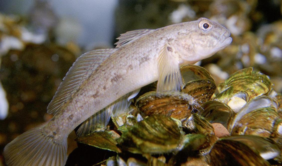 Svartmunnad smörbult är en invasiv art i svenska vatten. Nu senast har den upptäckts utanför Örnsköldsvik. Arkivbild. Foto: Eric Engbretson / U.S. Fish and Wildlife Service / TT