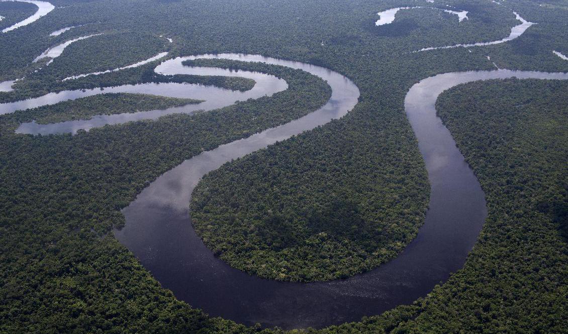 Arkivbild från Peruanska amazonas. Foto: Rodrigo Abd/AP/TT
