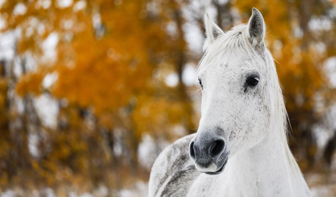 En annan häst. Foto: Jeff McIntosh. Arkivbild.
