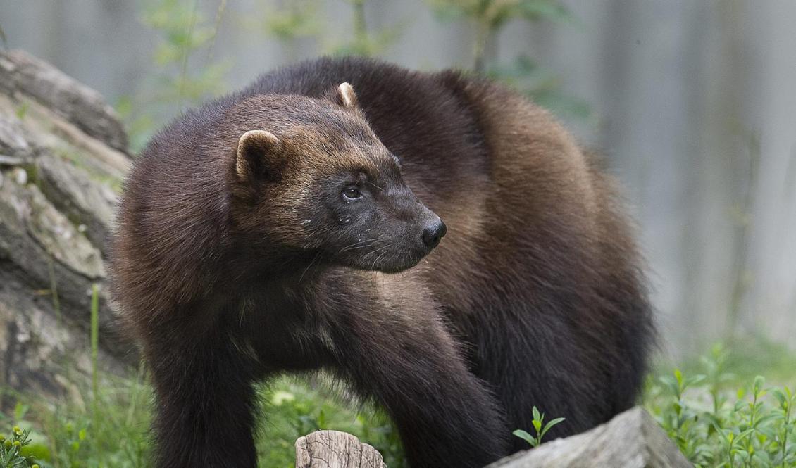 Från att ha varit utrotningshotad i slutet av 1960-talet, då arten fridlystes i Sverige, har järven sakta men säkert återhämtat sig. Foto: Jonas Ekströmer/TT