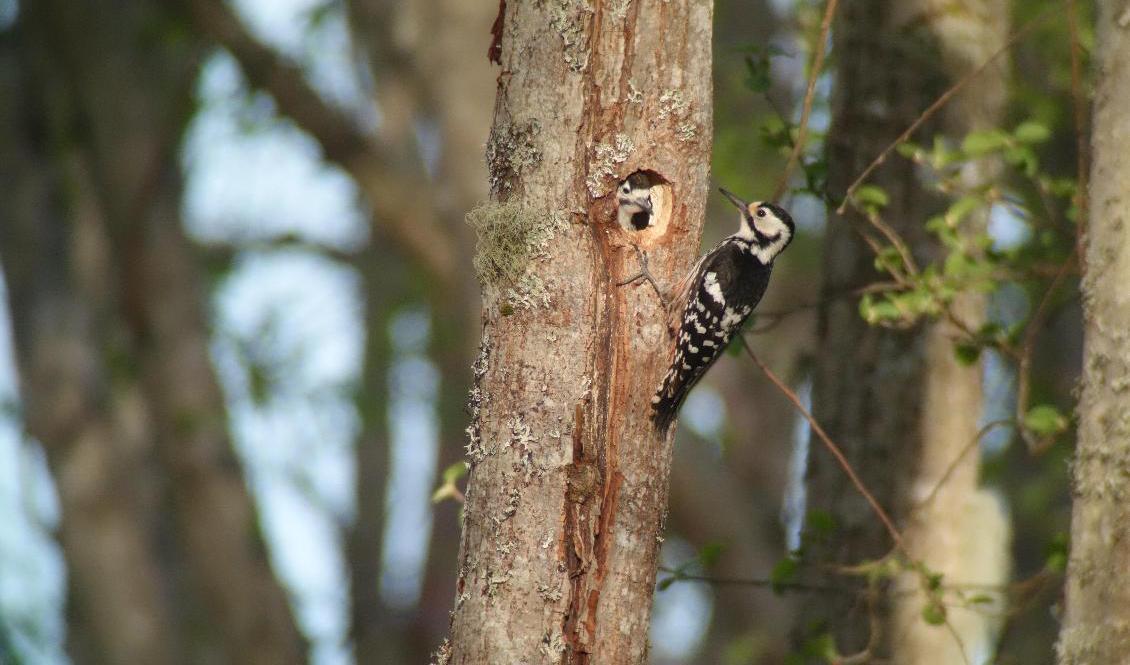 Den vitryggiga hackspetten har varit utrotningshotad sedan 1970-talet. Arkivbild. Foto: Naturskyddsföreningen/TT