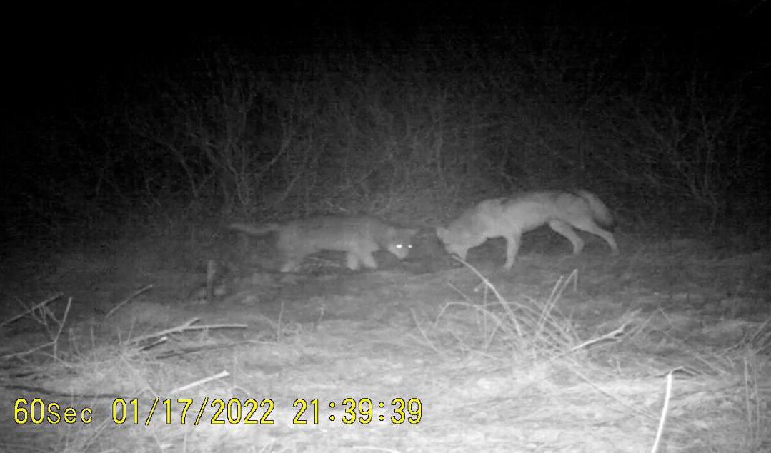 Vargar i vargreviret Linderödsåsen i Skåne. Bilden togs med Länsstyrelsens inventeringskamera i januari 2022. Arkivbild. Foto: Länstyrelsen Skåne/TT