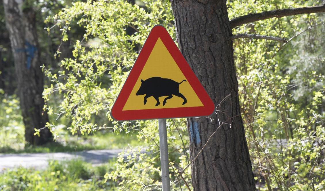 Svinigt beteende, kan man tycka. Arkivbild. Foto: Fredrik Sandberg/TT