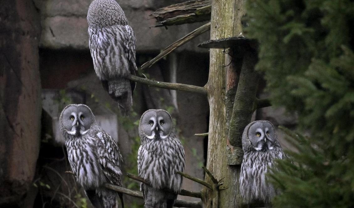 Två lappugglor har flytt sin inhägnad på Skansen. Arkivbild. Foto: Janerik Henriksson/TT