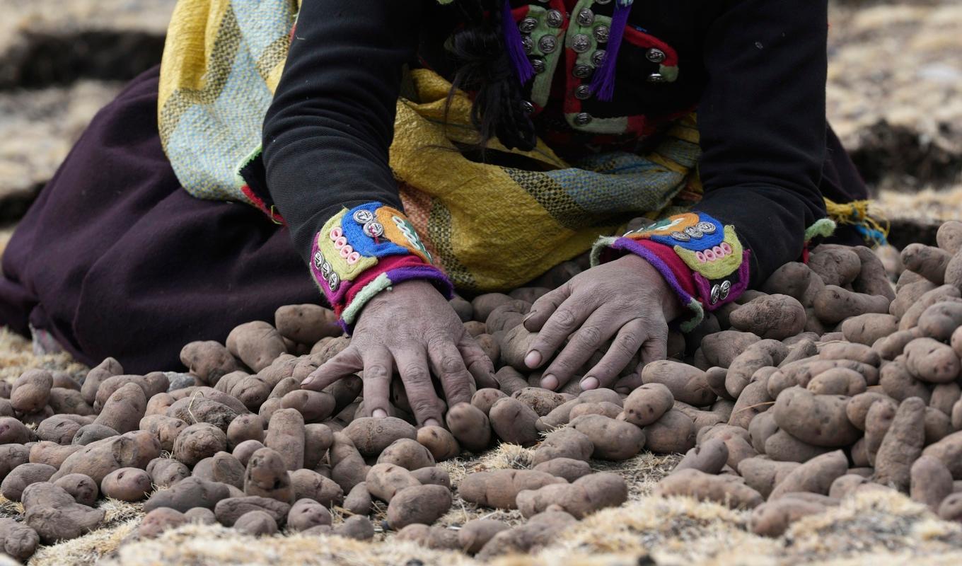 En kvinna samlar potatis innan de ska sättas i Apurimacregionen i Peru. Arkivbild. Foto: Guadalupe Pardo/AP/TT