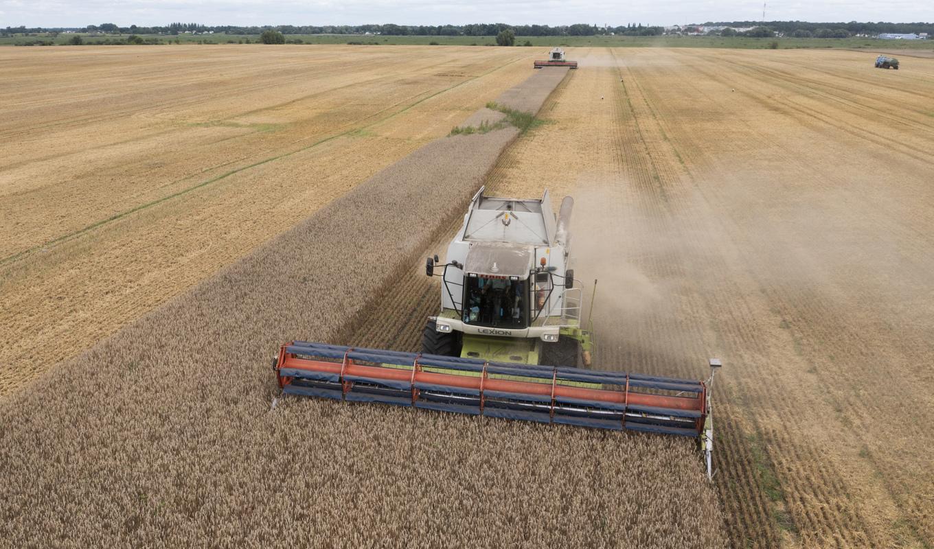 Vet skördas utanför byn Zghurivka i augusti. Foto: Efrem Lukatsky/AP/TT