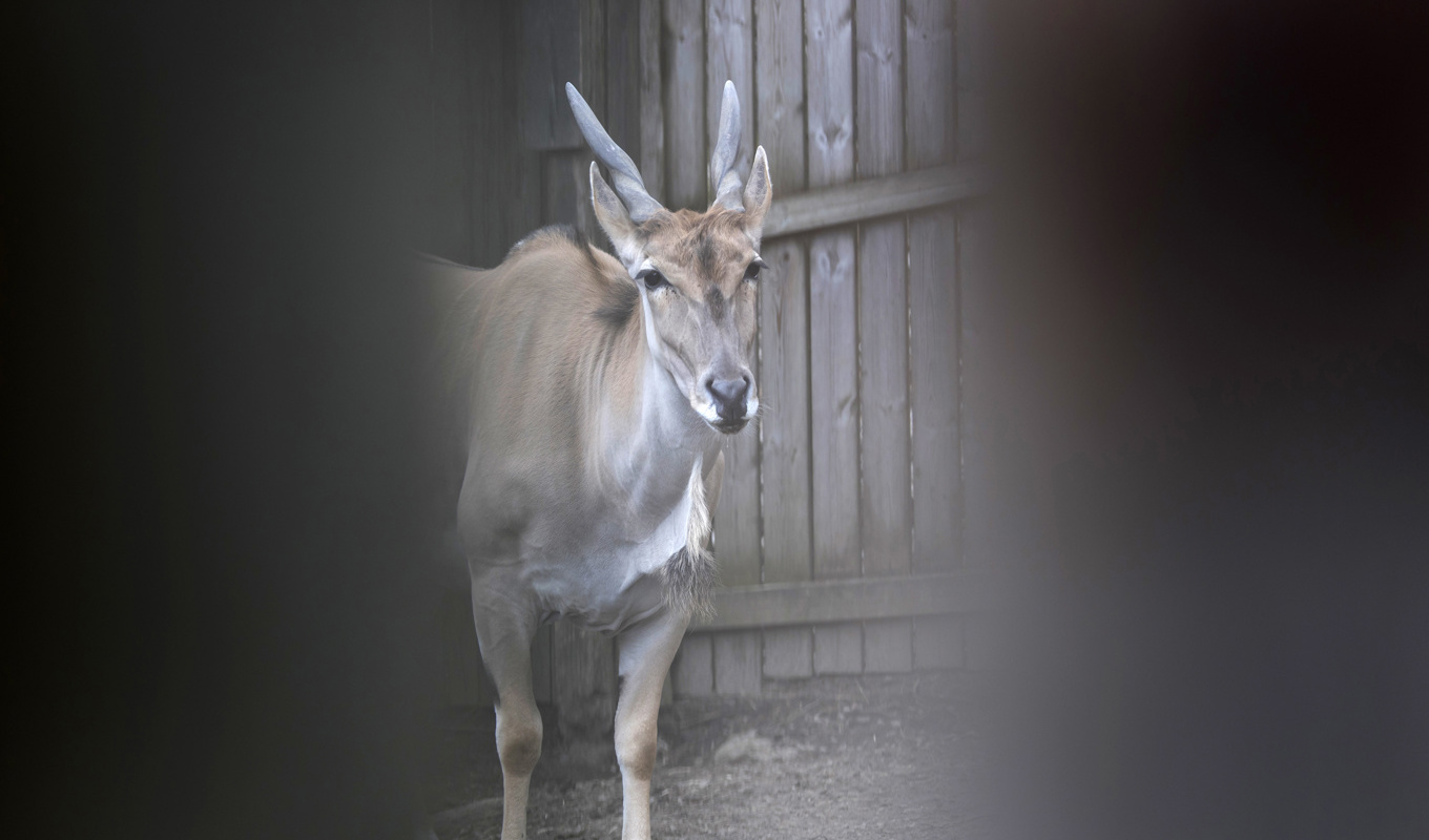 Olyckan inträffade den 28 augusti. En djurskötare dog efter att ha blivit stångad av en elandantilop. Djuret på bilden har inget med olyckan att göra. Arkivbild. Foto: Thomas Johansson/TT