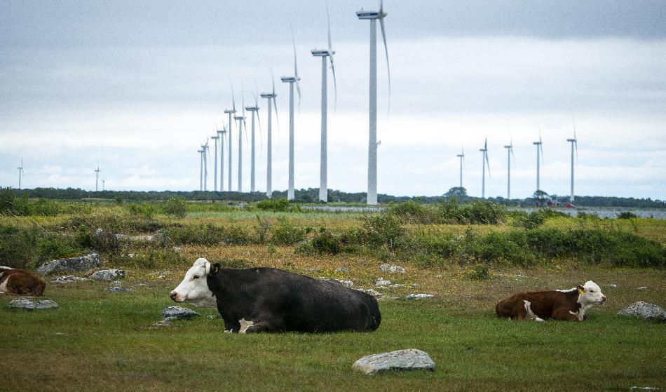 Region Gävleborgs köp av två vindkraftverk blev en flopp och nu har man tvingats sälja dem med kraftig förlust. Foto: Bilbo Lantto