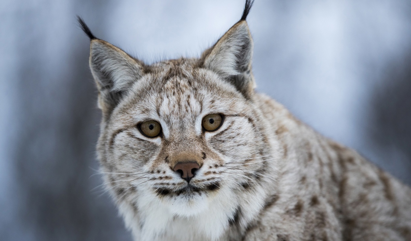 Lodjursstammen ökar. Arkivbild. Foto: Heiko Junge / NTB scanpix / TT