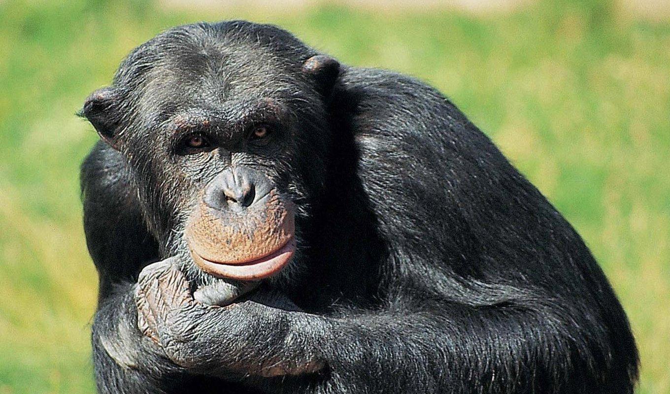 Santino var en av de fyra chimpanser som sköts i samband med rymningen i Furuvik. Arkivbild. Foto: Furuviksparken/Parks and Resorts