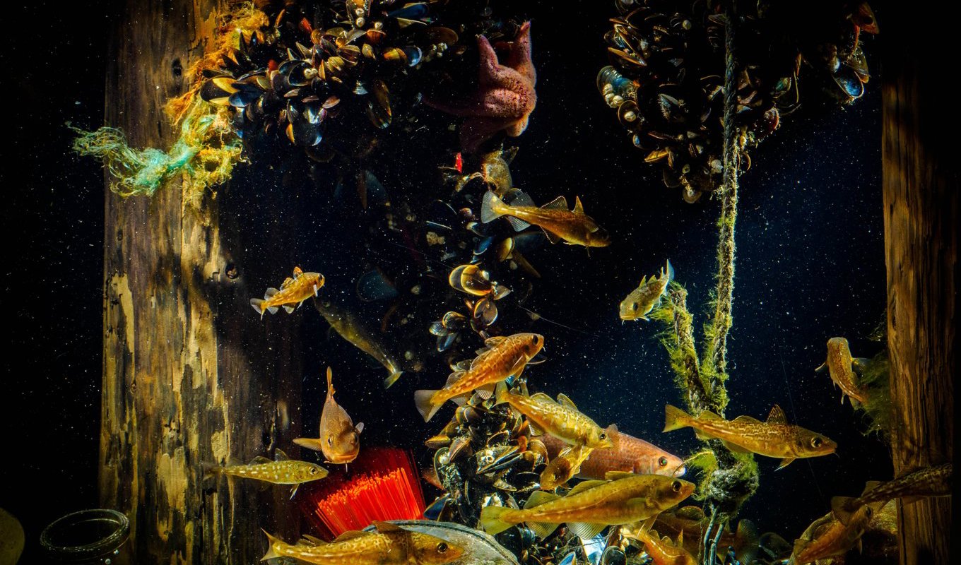 Torskbeståndet i Öresund har ökat explosionsartat i år, sedan det införts restriktioner för torskfisket och torsken har fått leka i fred. Foto: K.Nyberg / Øresundsakvariet