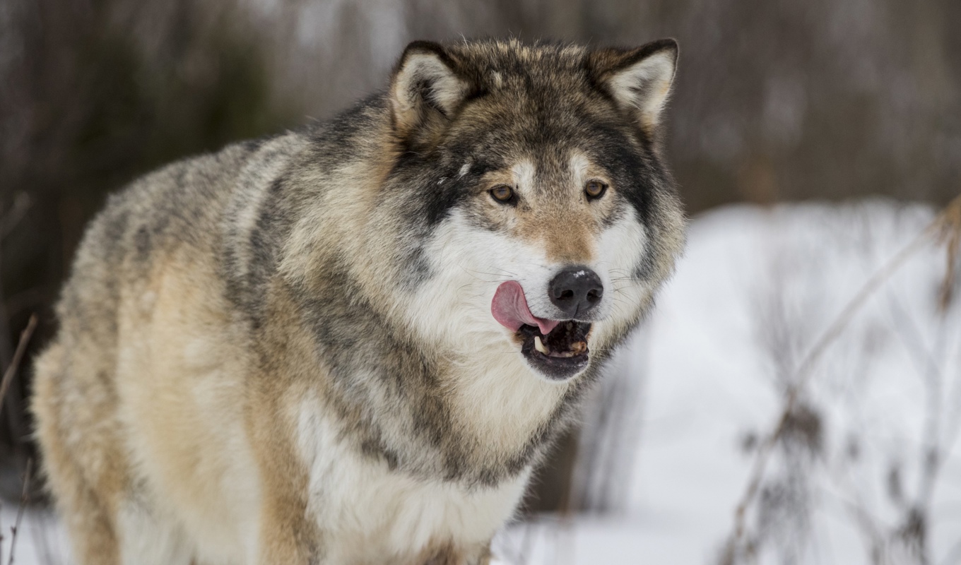 Mer än var tredje varg har nu fällts under årets licensjakt. Foto: Junge, Heiko/TT