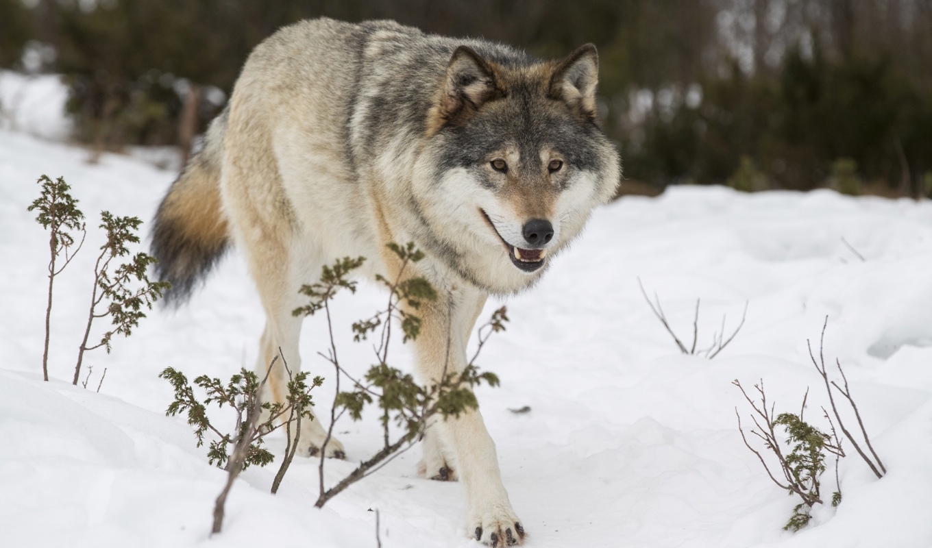 Vargjakten fortsätter. Arkivbild. Foto: Junge, Heiko/NTB/TT