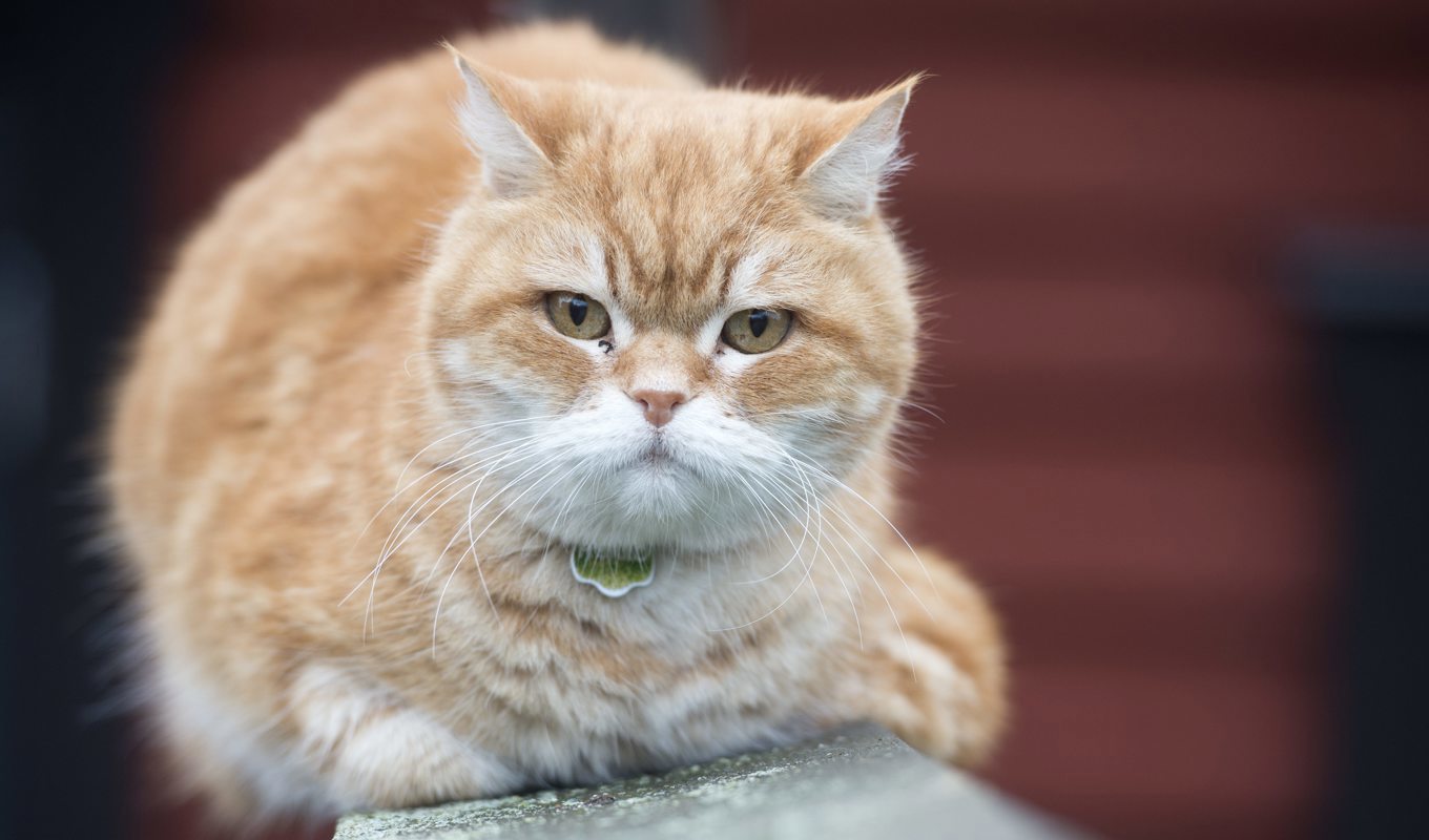 Sedan årsskiftet måste alla kattägare registrera sina djur. Arkivbild. Foto: Fredrik Sandberg/TT