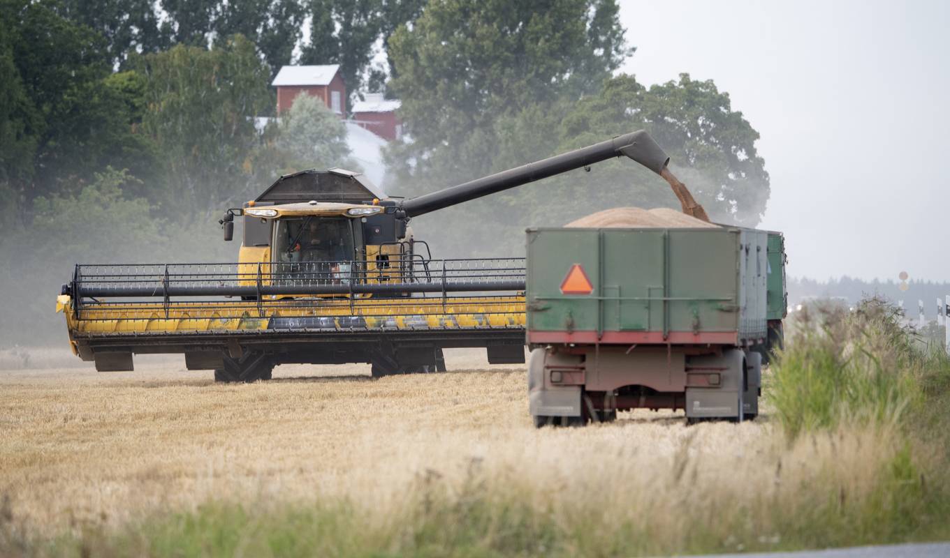 Livsmedelsproduktionen är ojämnt fördelad mellan svenska kommuner. Arkivbild. Foto: Fredrik Sandberg/TT