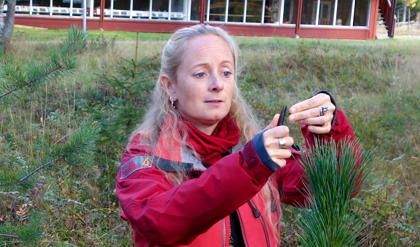 Alexandra De Paoli säger att valet av tall inte spelar någon roll – alla arter har samma verkan. Foto: Eva Sagerfors