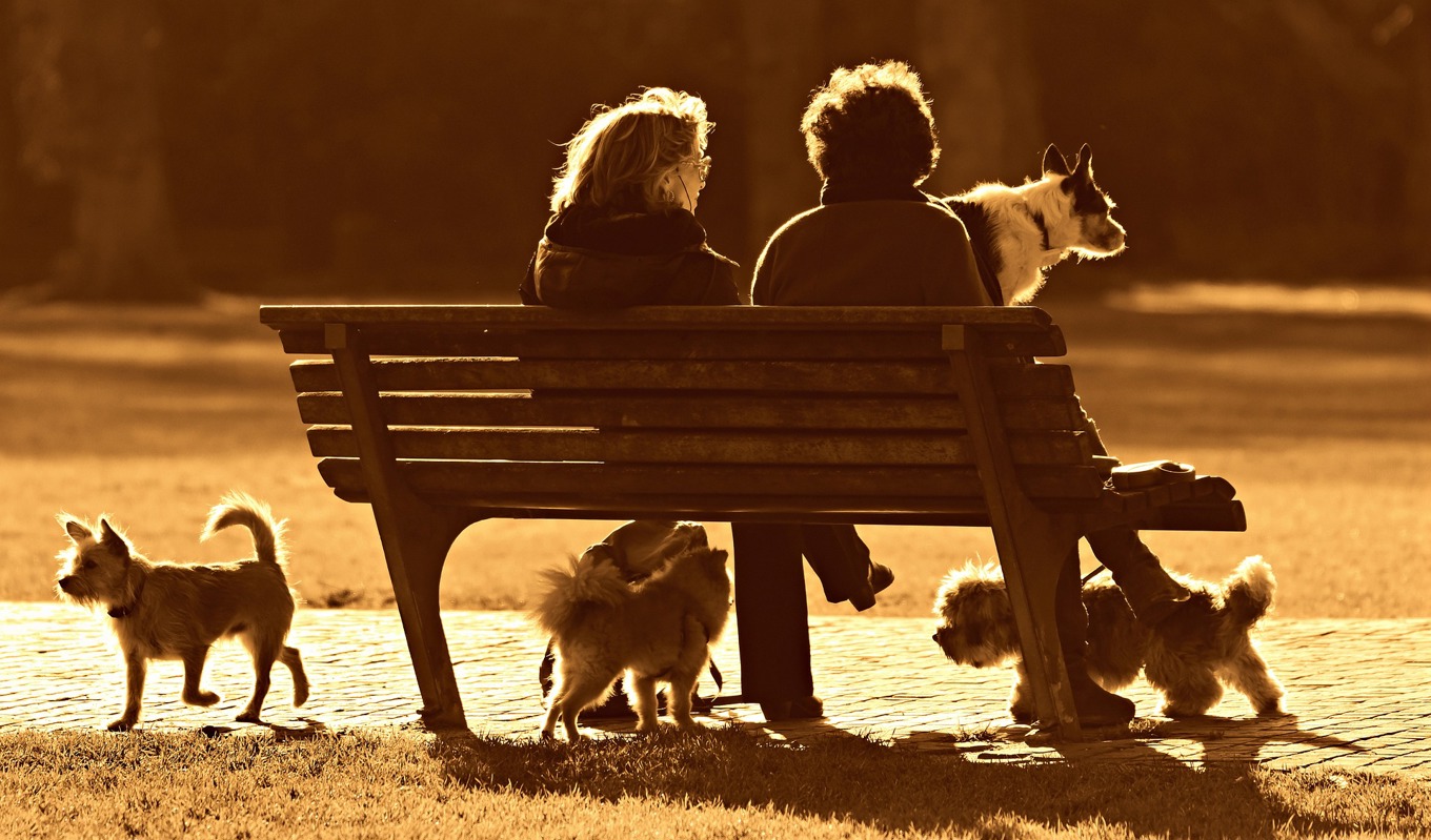 Hundägare i Malmö uppmanas att hålla extra uppsikt över sin hundar då preparerade godsaker fortsätter dyka upp i staden.Foto: Mabel Amber