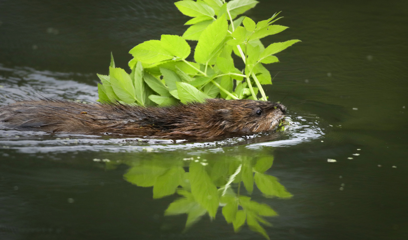 Bisam är en gnagare som ursprungligen kommer från Nordamerika.Till Sverige kom den via Finland på 1950-talet. Den bygger gärna hyddor av vattenväxter och gräver gångar i stränder och strandbankar. Arkivbild. Foto: Sergei Grits/AP/TT