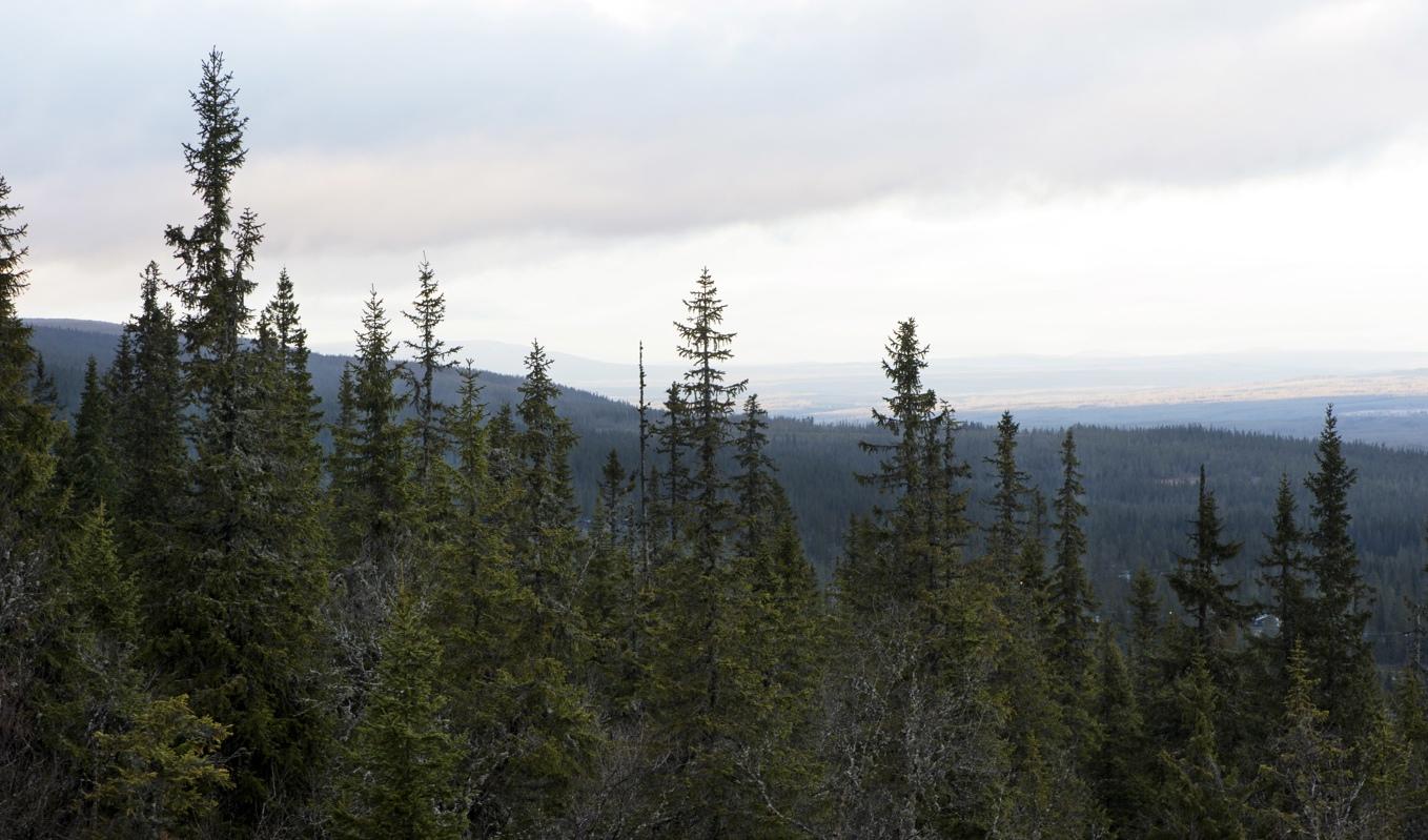 Nu ska skog längs fjällkedjan skyddas. Här skog invid Sälen i Dalarna. Arkivbild. Foto: Fredrik Sandberg/TT