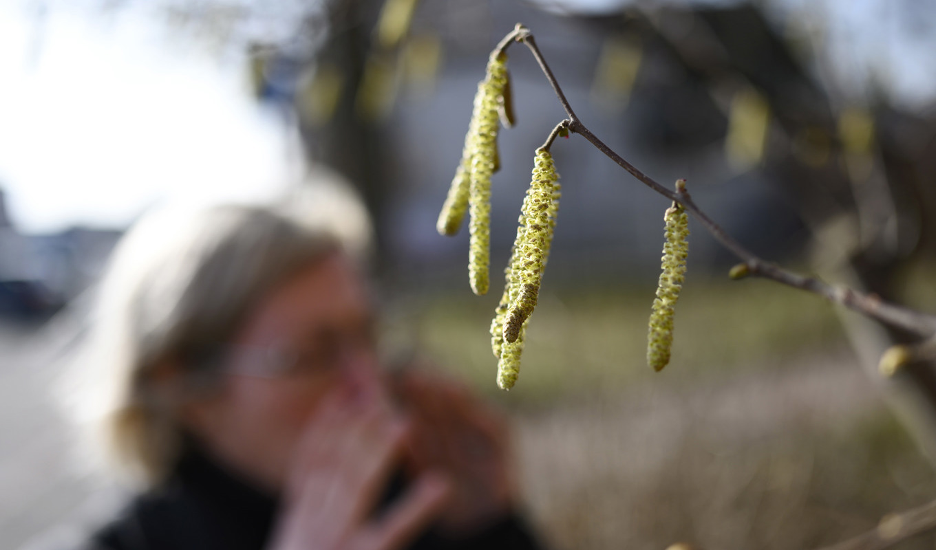 Nysande kvinna bakom hasselhängen på ett träd i Sölvesborg. Arkivbild. Foto: Johan Nilsson/TT