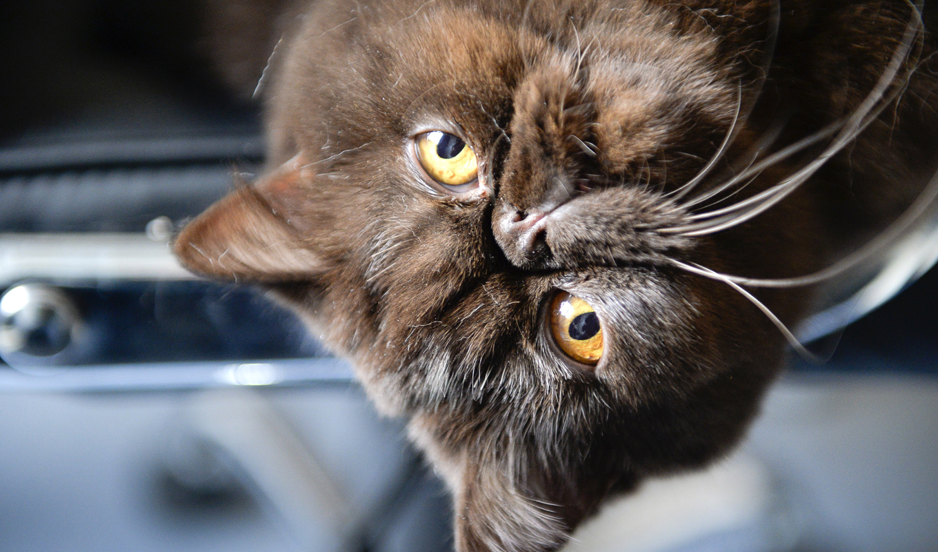 Uppgifter saknas om denna katt av rasen exotic är registrerad – eller lever utanför lagen. Arkivbild. Foto: Anders Wiklund/TT