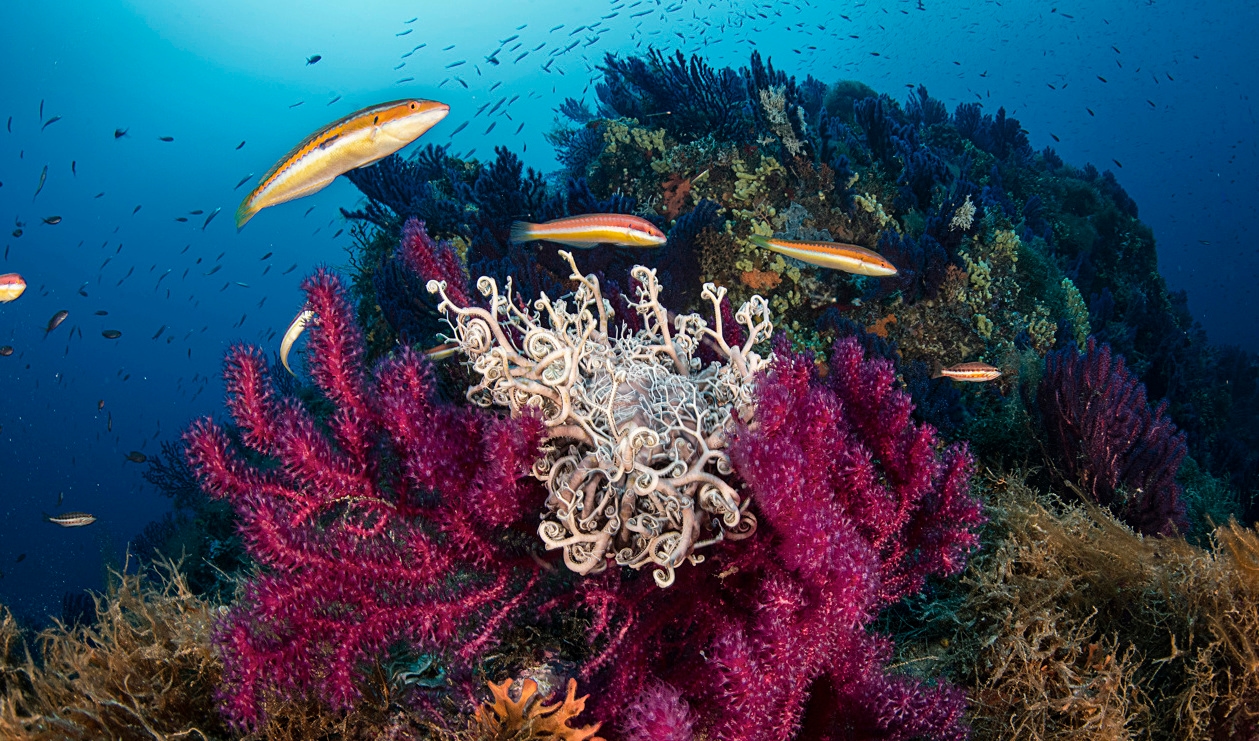 FN har enats om ett nytt avtal för att skydda världens hav. Arkivbild. Foto: David Salvatori/VWPics/AP/TT