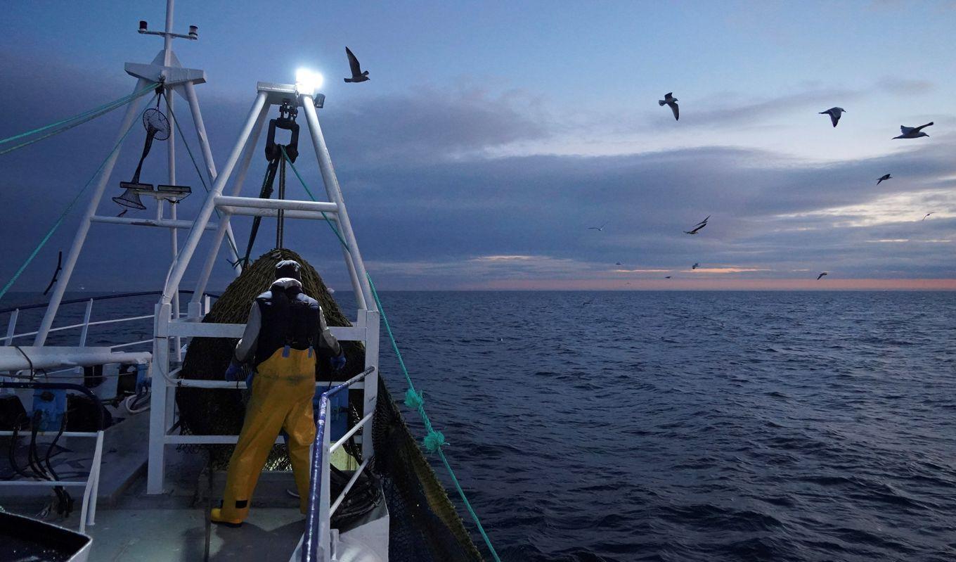 Minskat fisketryck under väldigt lång tid är den viktigaste åtgärden för att återfå större sill och strömming i Östersjön, Bottenhavet och Bottenviken. Foto: William Edwards/AFP via Getty Images