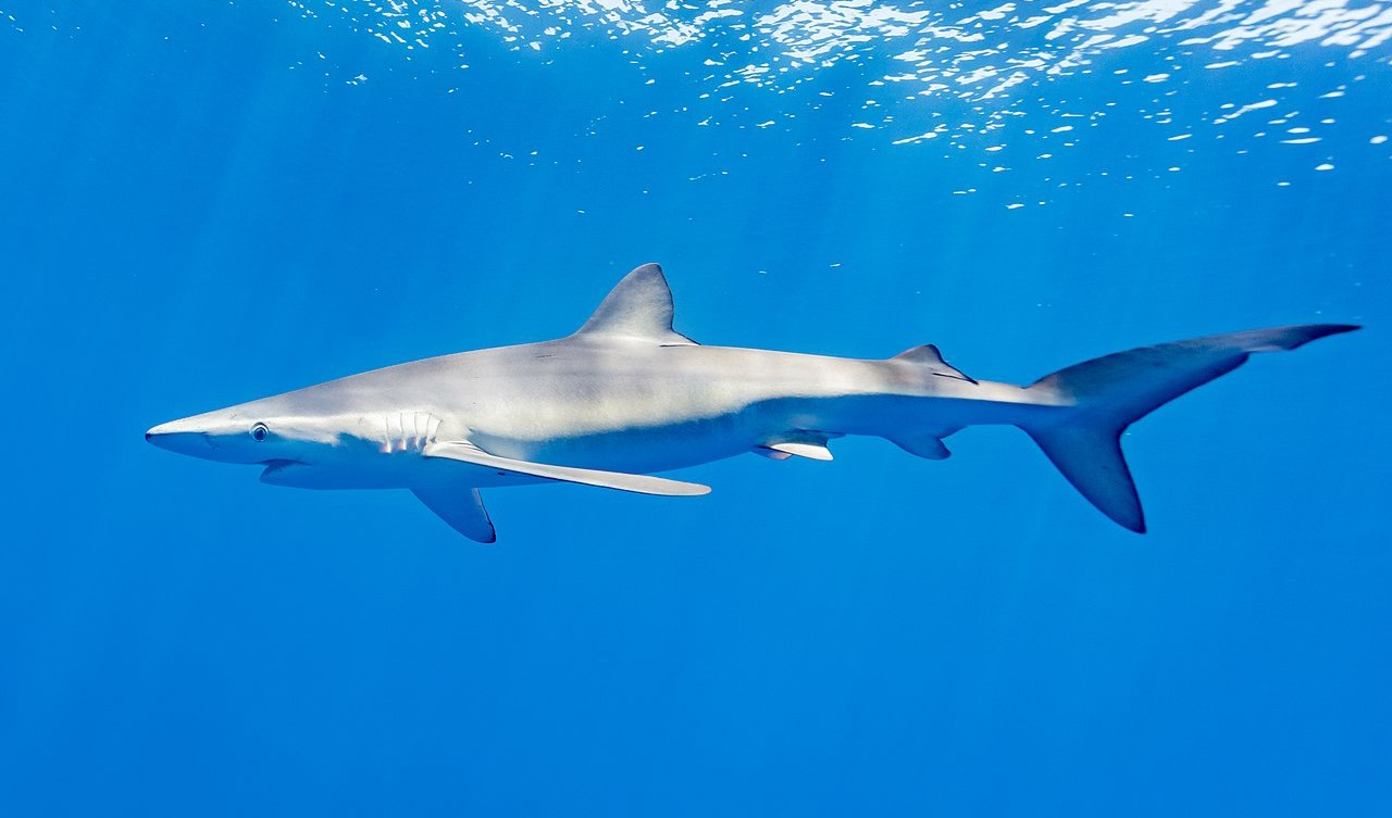En försvunnen argentinsk trebarnsfar har påträffats i magen av en gråhaj. Foto: Diego Delso (CC BY-SA 4.0)