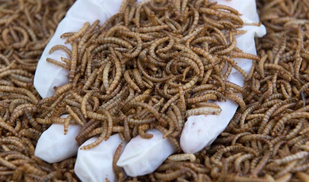 Torkade mjölmaskar som tagits fram som djurfoder. Fler insektsprodukter godkänns nu även för mänsklig konsumtion i Europa. Foto: Thierry Zoccolan/AFP via Getty Images